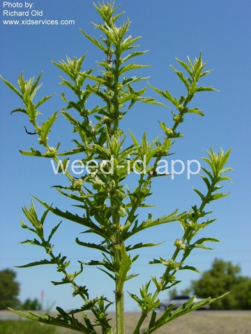 bugleweed, American